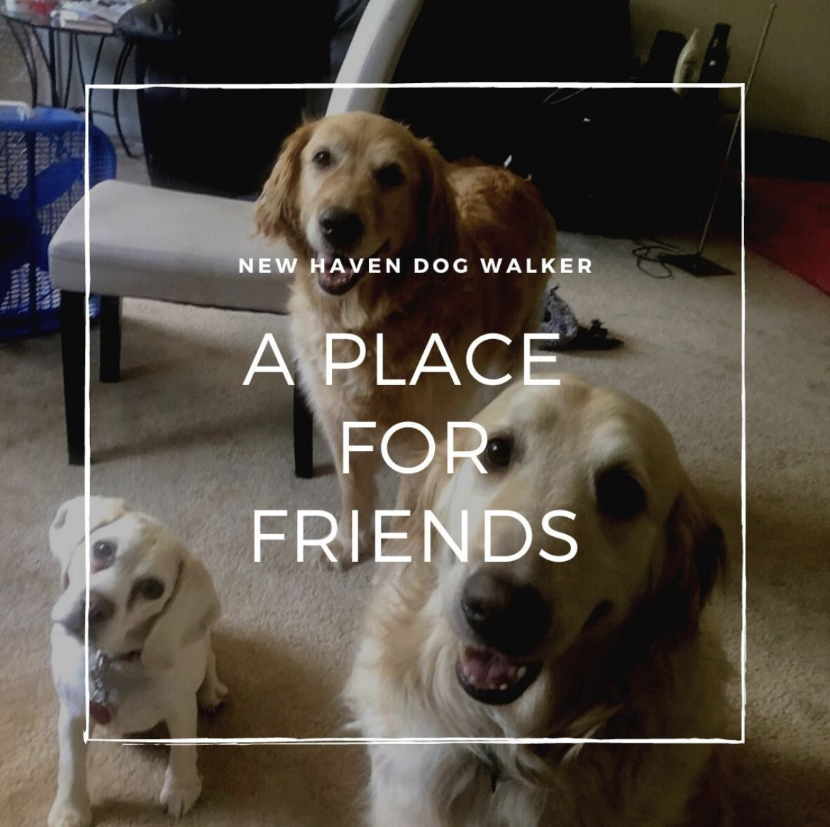Instagram Ad 2 New Haven Dog Walker